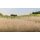 Woodland Scenics Static Grass Straw (2 mm)